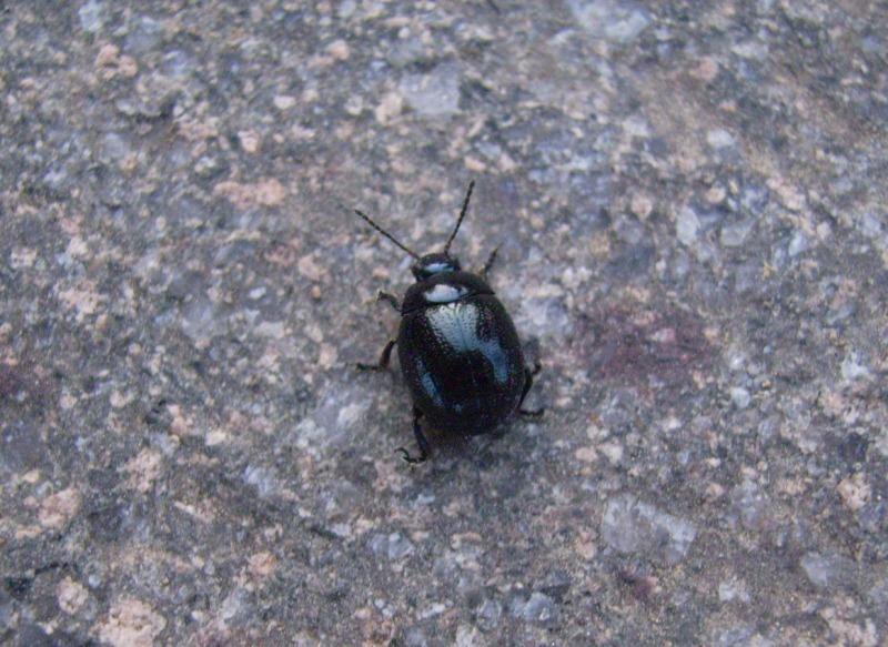 Chrysolina haemoptera (Chrysomelidae)